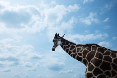 Low angle view of giraffe against sky