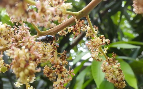 Close-up of insect on flowering plant