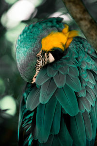 Close-up of parrot perching on branch