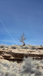 Trees on landscape against clear sky