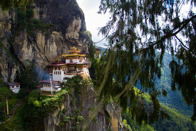 Trees in a temple