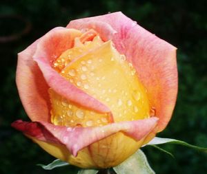 Close-up of water drops on pink flower