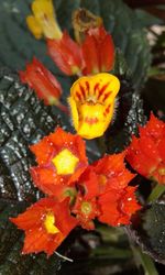 Close-up of flowers blooming outdoors