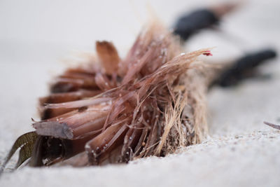 Close-up of dried plant on beach