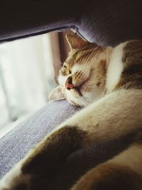 Close-up of cat sleeping