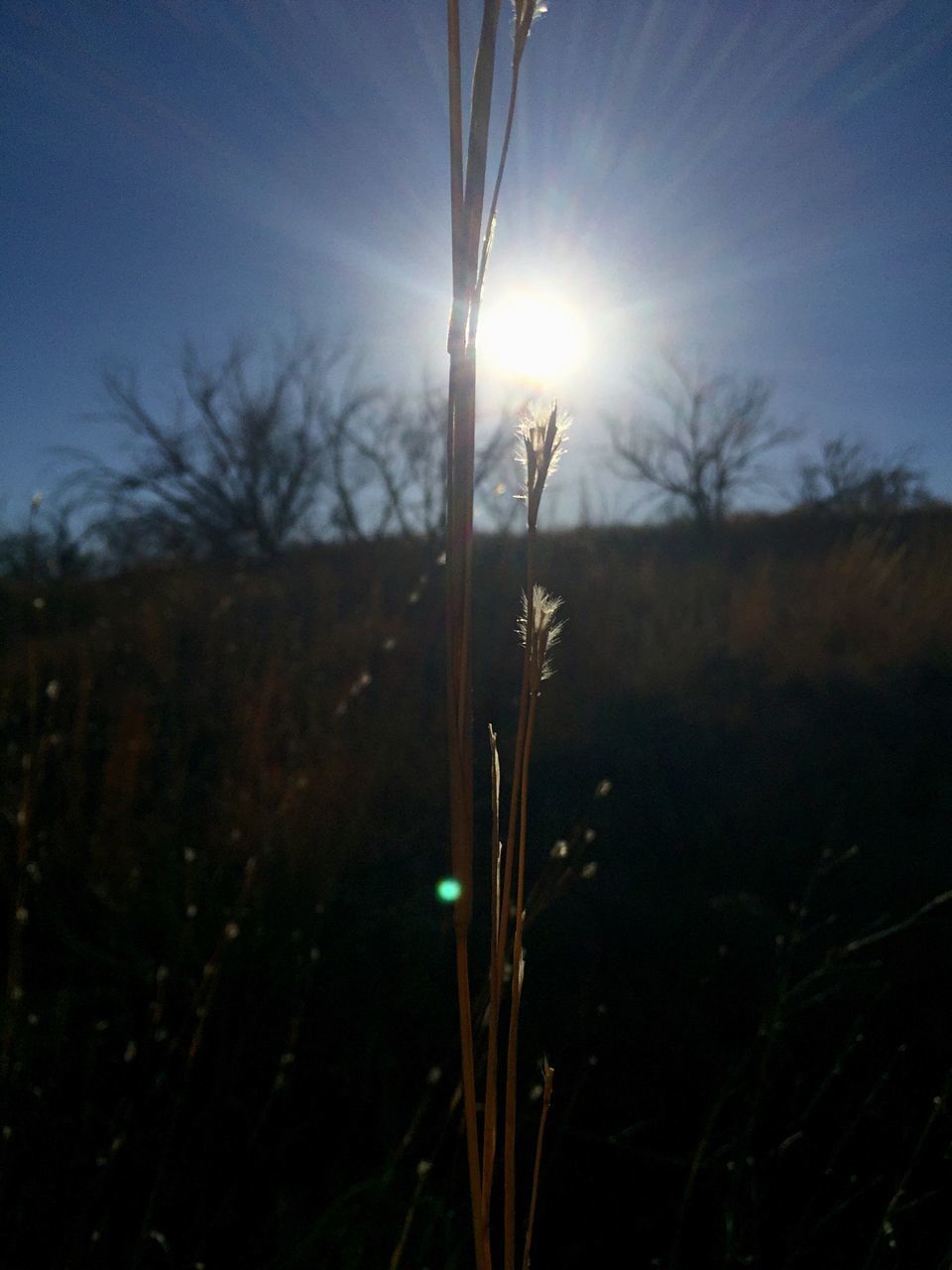 sun, growth, nature, beauty in nature, lens flare, tranquility, grass, sunlight, plant, field, sunbeam, sky, tranquil scene, sunset, silhouette, scenics, tree, close-up, outdoors, stem