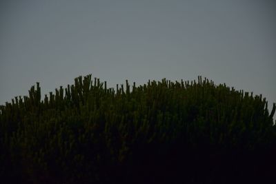 Plants growing on land against clear sky