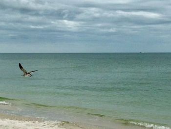 Seagull flying over sea
