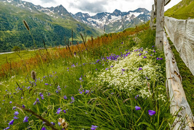 Purple flowering plants on field against mountains