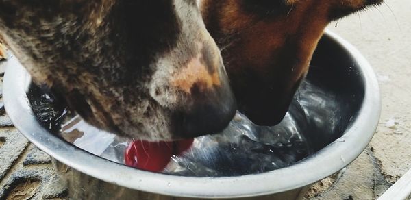 High angle view of dog drinking water