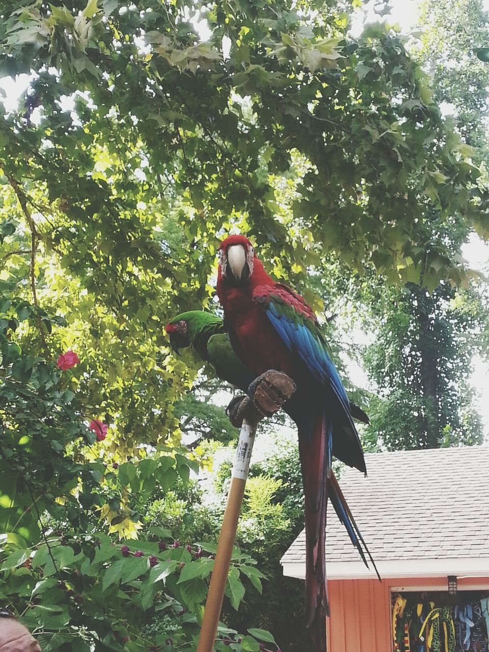 animal themes, one animal, animals in the wild, bird, tree, wildlife, perching, nature, low angle view, branch, no people, day, full length, outdoors, zoology, side view, vertebrate, parrot, growth, plant