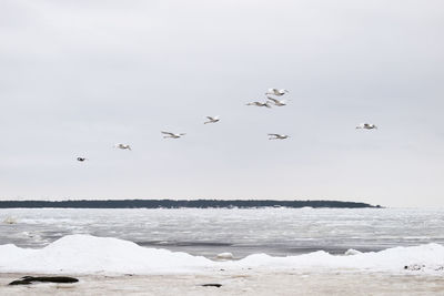 Birds flying over sea against sky