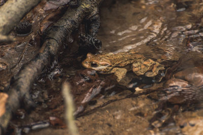 Close-up of crocodile