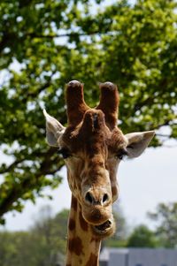 Close-up of giraffe against tree