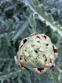 Close-up of cactus