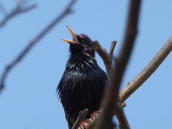 Low angle view of bird perching on branch against sky