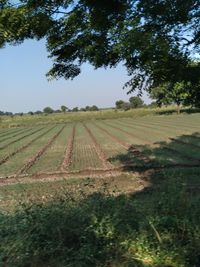 Scenic view of agricultural field against sky