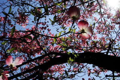 Low angle view of cherry blossoms against sky