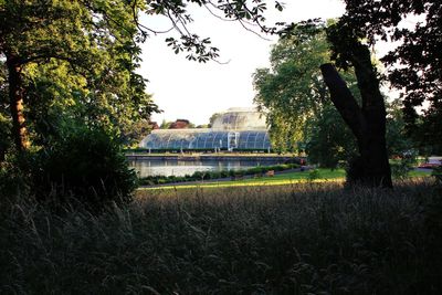 Trees by pond