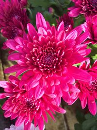 Close-up of pink flowers