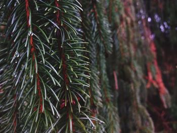 Close-up of pine tree