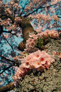 Low angle view of cherry blossom tree