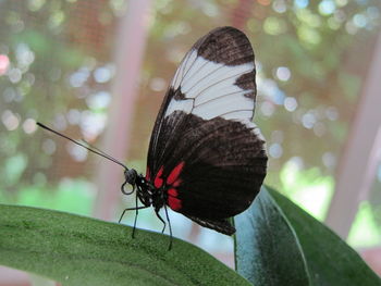 Close-up of butterfly on leaf