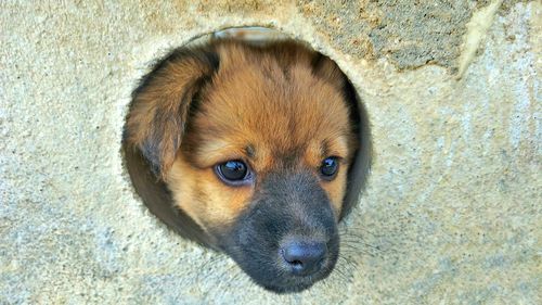 Close-up portrait of a dog