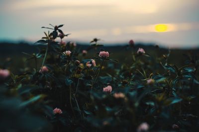 Close-up of flowering plants on field during sunset