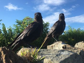 Bird perching on tree against sky