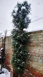 Low angle view of snow covered tree against sky