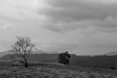 Trees on field against sky
