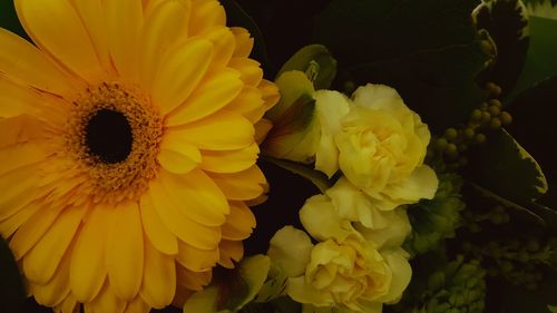 Close-up of yellow flower