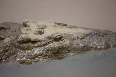 Close-up of crocodile in lake