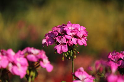 Close-up of pink flowering plant in park