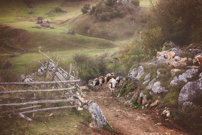 High angle view of sheep on field