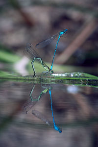 Close-up of a dragonfly