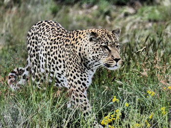 High angle view of a cat on grass