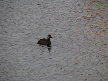 Ducks swimming on lake