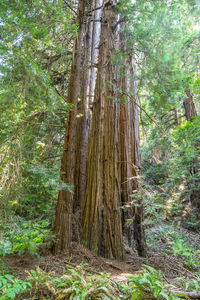 Trees growing in forest