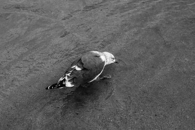 High angle view of bird on land