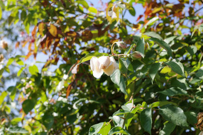Low angle view of white flowering plant