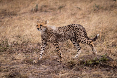 Side view of cheetah standing on field in forest