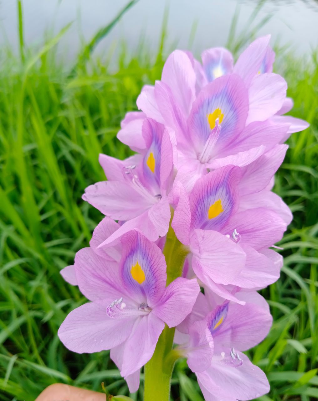 CLOSE-UP OF PINK FLOWERING PLANT ON LAND