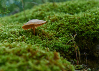 Close-up of mushroom growing on field