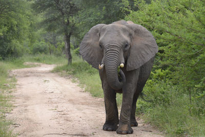 Elephant walking by trees