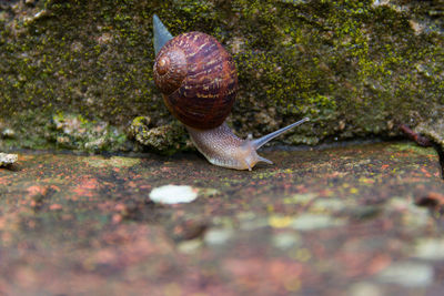 Close-up of snail