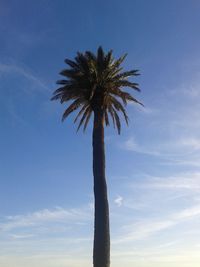 Low angle view of coconut palm tree against blue sky