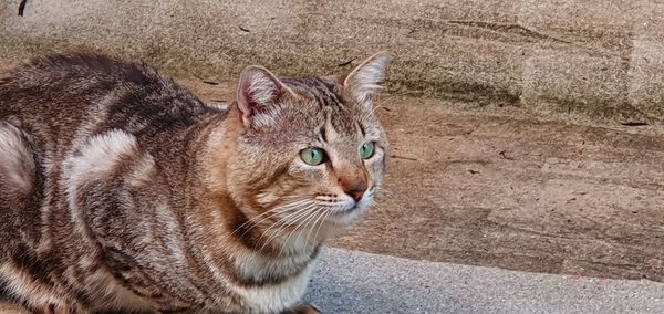 Close-up of a cat looking away