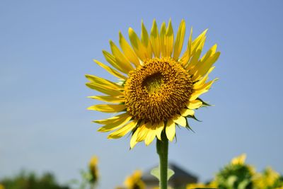 Close-up of yellow sunflower against sky